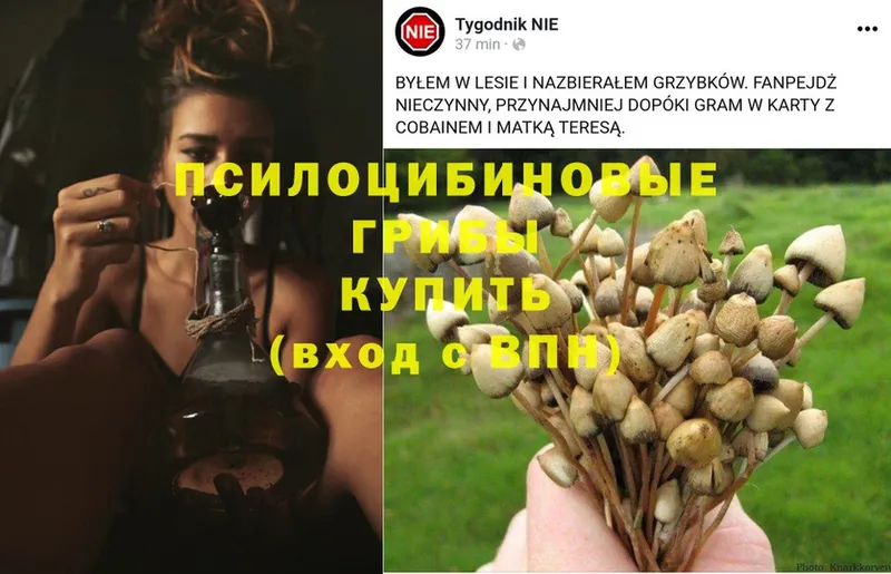 Псилоцибиновые грибы Psilocybine cubensis  купить наркотик  Мегион 